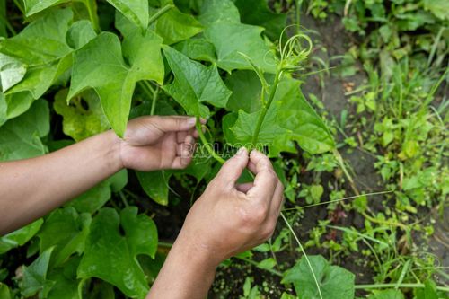 Tại các khu vực chuyên lấy ngọn, người dân thu hái thường xuyên khi ngọn đạt độ dài phù hợp, để cây tiếp tục phát triển các lứa ngọn mới.