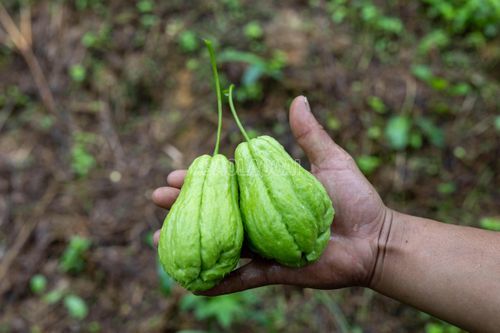 Khi thu hoạch, người dân thường để lại một đoạn cuống nhằm hạn chế vi khuẩn xâm nhập, giúp quả tươi lâu và tránh thối phần đầu quả.