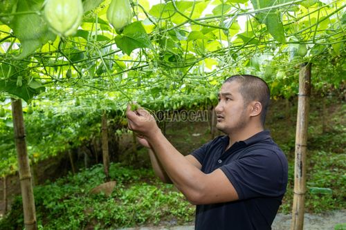 Su su là cây thân leo, được người dân làm giàn cao khoảng 1,5 - 2 m; người dân chỉ bấm ngọn ở giai đoạn đầu để cây phát triển thêm nhánh. Khi cây ra hoa, đậu quả, dây và ngọn được giữ lại để bảo đảm sinh trưởng, nuôi quả.