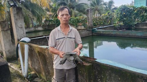 Anh Lê Hữu Tấn Phong vừa nuôi ba ba thịt vừa sản xuất con giống