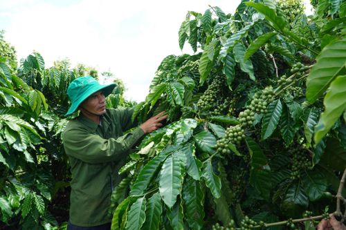 Ông Phạm Văn Thịnh đang hướng đến phương pháp canh tác hữu cơ, hạn chế tối đa việc sử dụng thuốc hóa học