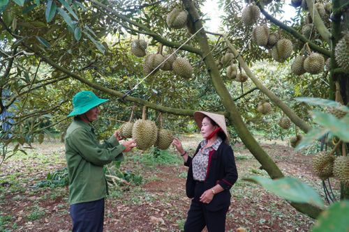 Cây ăn quả, trong đó có sầu riêng là một trong những cây trồng thế mạnh của xã Quảng Sơn