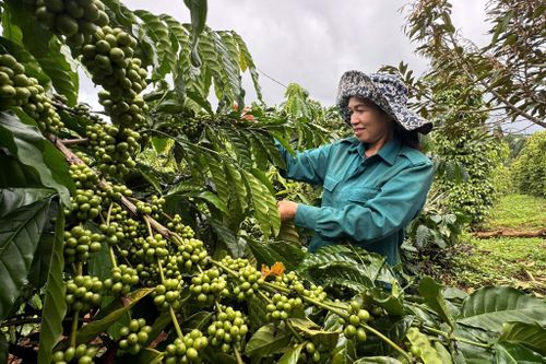 Nhờ áp dụng khoa học kỹ thuật, nhất là khâu chọn giống và chăm sóc giúp vườn cà phê chị Thị Biên luôn cho năng suất cao