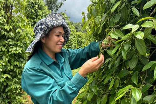 Vườn tiêu xanh tốt của chị Thị Biên