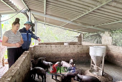 Thành viên HTX nông nghiệp tổng hợp bản Bay hướng dẫn người dân chăm sóc đàn lợn