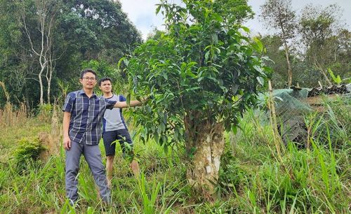 Những cây chè tuyết shan cổ thụ. Ảnh: HQ