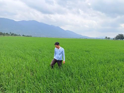 Nông dân xã Đồng Kho trồng lúa giống cung cấp trên địa bàn. (Ảnh: Thanh Hải)