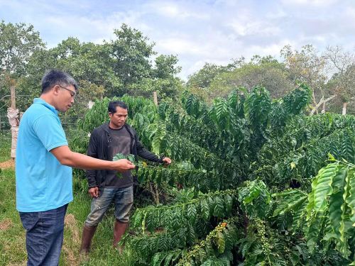Cán bộ xã Đông Giang hướng dẫn nông dân trồng cà-phê theo hướng kinh tế tuần hoàn và liên kết tiêu thụ sản phẩm. (Ảnh: Thanh Hải)