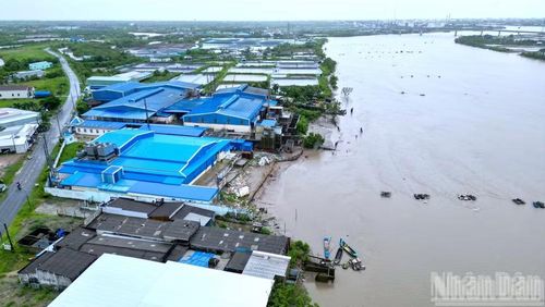Cận cảnh một khu vực dân cư đông đúc và nhà máy thủy sản ven sông Gành Hào đoạn qua ấp Canh Điền bị sạt lở nghiêm trọng từ năm 2023. (Ảnh: HỮU TÙNG)