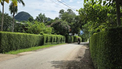 Đẹp mê hoặc hàng chè tàu dài tít tắp, xanh mướt ở Minh Hóa. Ảnh: ĐỨC NGHĨA