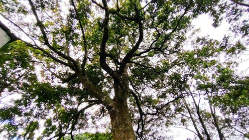 Cành nhánh cây sang trắng rộng lớn, che bóng mát xung quanh