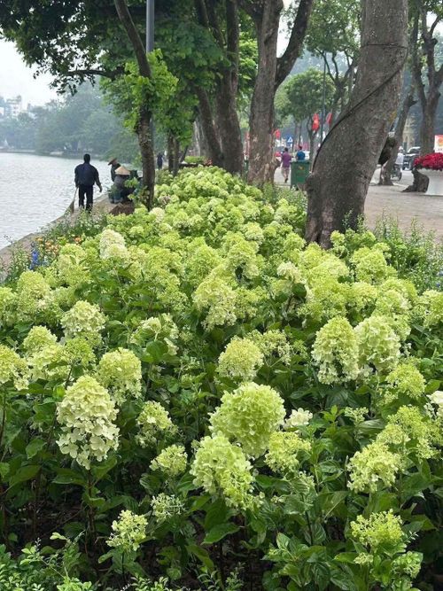Màu xanh lạ mắt nhanh chóng "đốn tim" các nàng thơ ngay từ cái nhìn đầu tiên. Nhiều bạn không kịp lên đồ lung linh vẫn phải check-in liền tay.