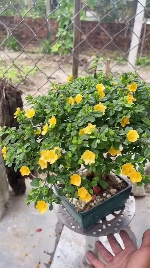 Không chỉ có tác dụng làm cảnh, cây hoa ké còn được dùng làm thuốc. Trong y học cổ truyền, cây cảnh này có tính mát, vị ngọt, có tác dụng trừ phong, lợi thấp, thanh nhiệt, giải độc.