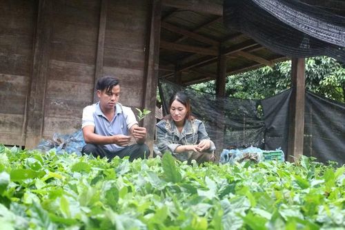 Giàng A Vả hướng dẫn vợ cách chọn cây giống.