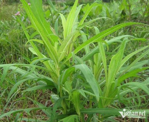 Cây bồ công anh. Ảnh: N. Huyền