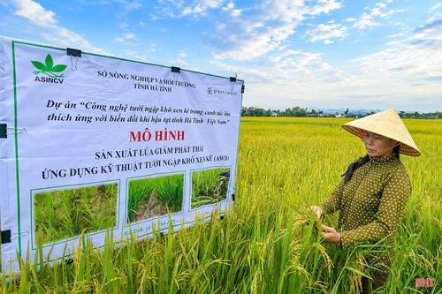Bà Đặng Thị Đàn (thôn Đình Phùng, xã Thiên Cầm) ứng dụng phương pháp tưới ngập - khô xen kẽ trên đồng ruộng.