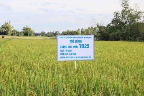 Ngoài các giống lúa cũ, xã Đức Thịnh cũng thử nghiệm các giống lúa mới để bổ sung vào cơ cấu sản xuất.