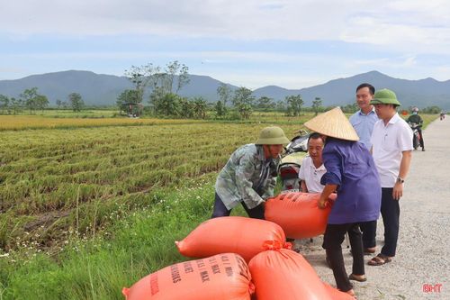 Xã Can Lộc triển khai liên kết sản xuất giống lúa DT39 với Công ty TNHH MTV Quế Lâm trên diện tích hơn 11 ha.