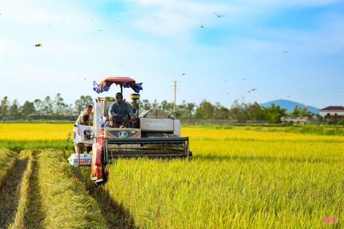 Không khí thu hoạch lúa vụ hè thu rộn ràng khắp các địa phương.