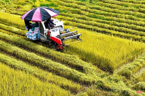 Máy gặt trên cánh đồng tập trung của xã Đồng Tiến. Ảnh Mạnh Hùng