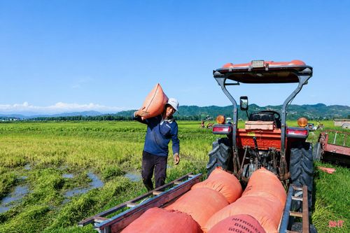 Tại các xã vùng ngoài đê La Giang, vụ lúa hè thu luôn được triển khai với phương câm "sớm một ngày, hay một điều".