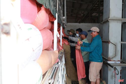 Việc chủ động kết nối từ thu mua, sấy đến tiêu thụ đang góp phần giải quyết nhanh lượng lúa sau thu hoạch, giảm áp lực phơi, bảo quản cho người dân. Qua đó, tạo thêm điều kiện để nông dân tranh thủ thời tiết thuận lợi, đưa vụ hè thu về đích đúng kế hoạch.
