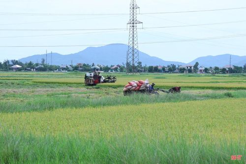 Gia đình bà Nguyễn Thị Lục, thôn Hồng Thái, xã Thạch Lạc có gần 2 mẫu lúa thu hoạch cùng thời điểm. Mưa, nắng đan xen khiến việc phơi lúa gặp nhiều khó khăn. Vì vậy, bà đã chủ động liên hệ với cơ sở sấy trên địa bàn, vừa bán một phần lúa tươi, vừa sấy số còn lại để bảo đảm chất lượng lúa sau thu hoạch.