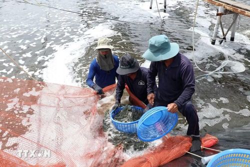 Theo kịch bản điều chỉnh của tỉnh, quý 3 đặt mục tiêu tăng trưởng GRDP lên tới 12,77%; trong đó khu vực nông, lâm nghiệp và thủy sản tăng 4,56%. (Ảnh: Ảnh: Thanh Hòa/TTXVN)