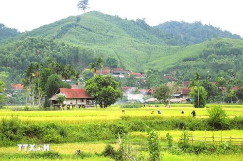 “Mùa vàng” ở bản Na Cọ, xã Bình Chuẩn, tỉnh Nghệ An. (Ảnh: Xuân Tiến/TTXVN)