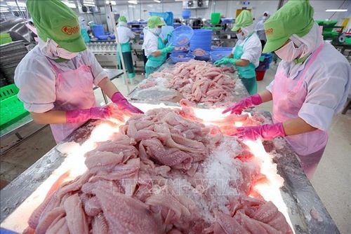 Phân loại, cấp đông cá tra phi lê xuất khẩu tại nhà máy của Công ty CP Gò Đàng Tiền Giang (tỉnh Tiền Giang cũ). Ảnh: Vũ Sinh/TTXVN