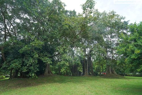 Cây đa Tân Trào ghi dấu thời khắc lịch sử của ngày 16/8/1945. Tại đây, đồng chí Võ Nguyên Giáp thay mặt Ủy ban Khởi nghĩa Toàn quốc đọc Bản Quân lệnh số 1, hạ lệnh xuất quân, đoàn quân giải phóng rầm rập lên đường, tiến sang giải phóng Thái Nguyên và tiến về Hà Nội.