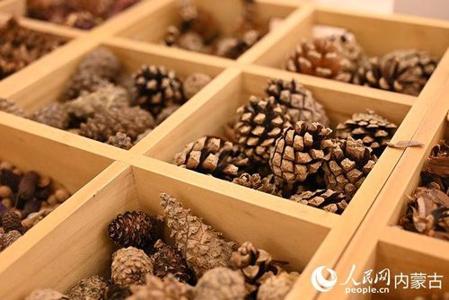 Các vật liệu dùng để làm tranh từ quả thông được trưng bày tại bảo tàng nghệ thuật. Ảnh: People's Daily Online/Liu Yilin