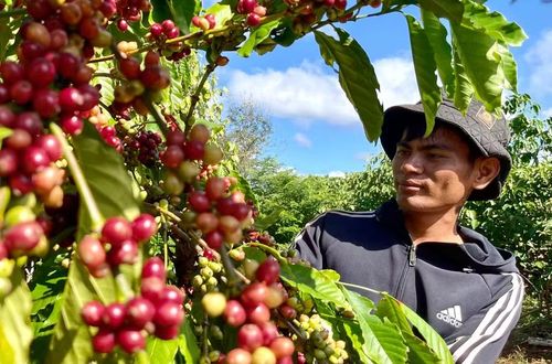  Kim ngạch xuất khẩu cà phê của Gia Lai ước đạt 1,1 tỷ USD trong 8 tháng. Ảnh: Vũ Thảo 
