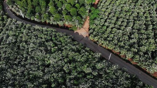Những vườn cây ăn trái trĩu quả