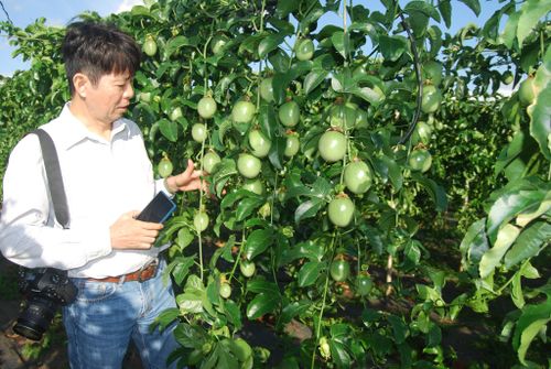 Trên diện tích 8.000m2 chanh leo VietGAP thu hoạch mỗi năm 3 lứa, tổng sản lượng khoảng 100 tấn