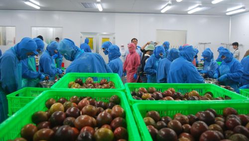 Khu vực chế biến chanh leo xuất khẩu tại một doanh nghiệp ở xã Phú Sơn Lâm Hà
