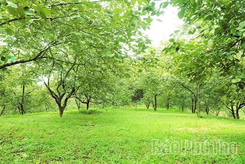 Những vườn hồng xanh mướt là nơi du khách có thể lưu giữ những bức ảnh đẹp.