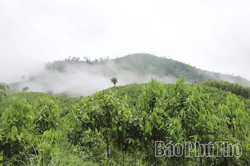 Hàng ngàn ha quế đã biến Trung Sơn thành "thủ phủ" quế - một loại cây dược liệu quý và tạo ra tiềm năng cho phát triển du lịch, nghỉ dưỡng, phát triển kinh tế - xã hội.