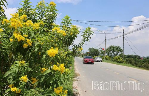 Những tuyến đường hoa rực rỡ trong nắng Thu.