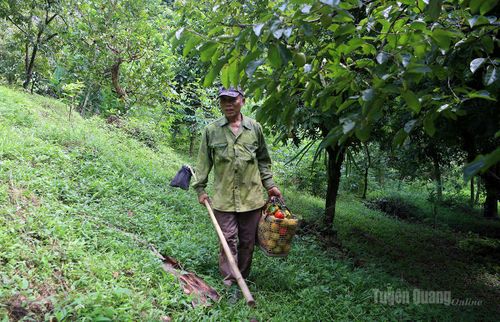Năm nay, hồng mọng được mùa, giá bán tại vườn 30.000 đồng/kg.