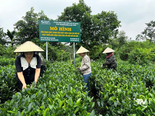 Các ngành chuyên môn hỗ trợ nông dân xây dựng, nhân rộng mô hình chè hữu cơ, từng bước chuyển đổi phương thức canh tác, nâng cao chất lượng và giá trị sản phẩm chè.