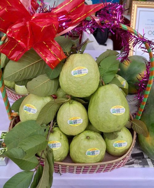 Ổi lê Di Trạch. Ảnh: Hữu Quang
