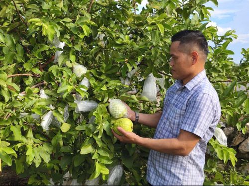Ôi lê Di Trạch đạt OCOP 4 sao, giúp nông dân xã Hoài Đức nâng cao thu nhập. Ảnh: Hữu Quang
