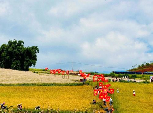 Tuyến đường cờ được dựng giữa khung cảnh thảo nguyên đang vào mùa lúa chín. Sắc đỏ của những lá cờ Tổ quốc nổi bật giữa màu vàng của đồng lúa và không gian xanh của núi rừng, tạo nên hình ảnh ấn tượng nơi vùng cao biên giới