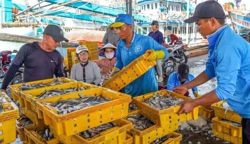 Bốc xếp hải sản tại Cảng cá Trần Đề, thành phố Cần Thơ. (Ảnh: PHƯƠNG ANH)
