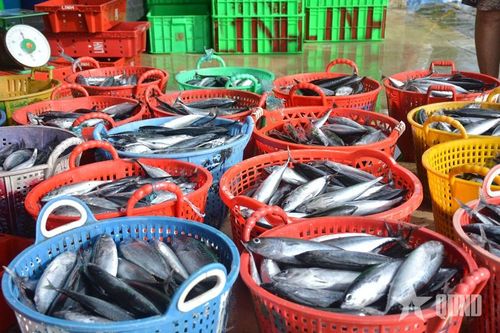  Những sọt cá tươi vừa được chuyển từ tàu lên bờ.