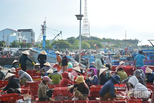   Phân loại cá ngay tại cầu cảng.