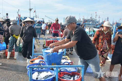  Vận chuyển hải sản vào khu tập kết để bàn giao cho thương lái.