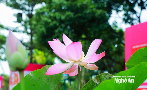 Những đóa sen nơi Làng Sen từ lâu đã trở thành một biểu tượng thân thuộc, gắn với quê hương và cuộc đời Chủ tịch Hồ Chí Minh. Ảnh: Thành Duy