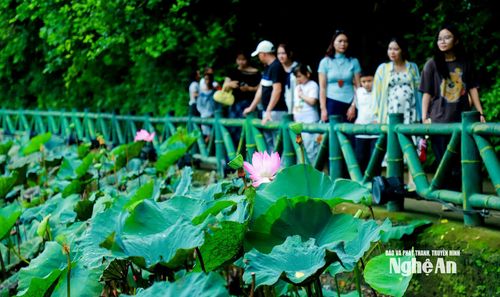 Giữa những ngày cuối hạ, du khách dừng chân bên những hồ sen, ngắm những đóa sen khoe sắc. Hương sen thoảng trong gió, níu bước người về thăm quê Bác.